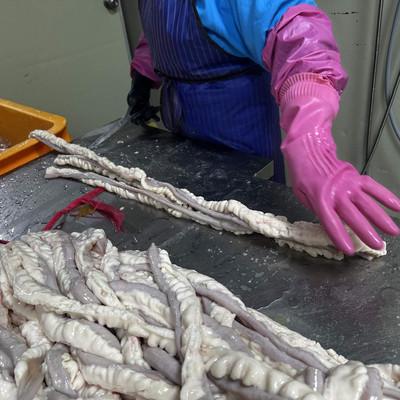 작업자가 손으로 곱창을 직접 손질하는 공정 사진